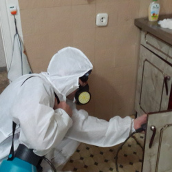 Дезинфекция от муравьев в квартире в Старой Ладоге